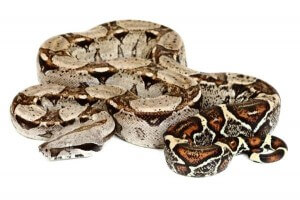 Boa c. imperator, Colombie, juvénile